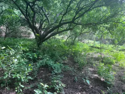 Terreno en venta en Tepoztlán - foto 2