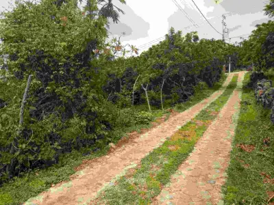 Terreno en venta en Tepoztlán - foto 3