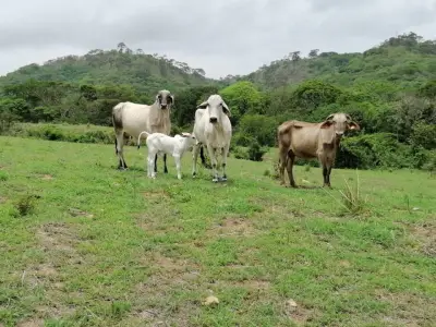 Rancho en venta en Cintalapa - foto 3