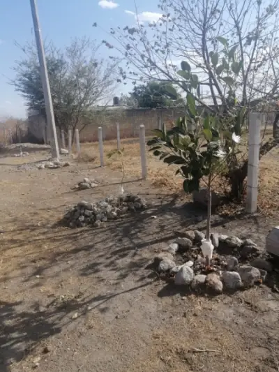 Vendo dos terrenos en esquina ejido san antonio en Temixco c