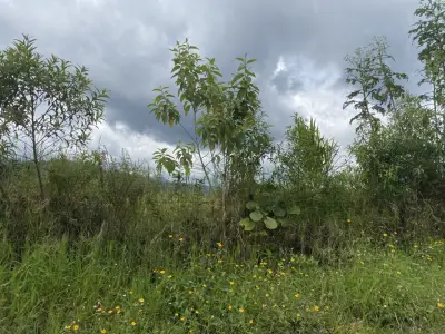 Terreno en venta en Tlalnelhuayocan - foto 4