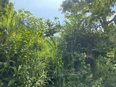 Rancho en venta en Coatepec - foto 3