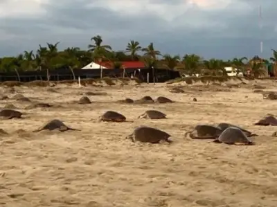 Bonito lote junto al mar y las tortugas
