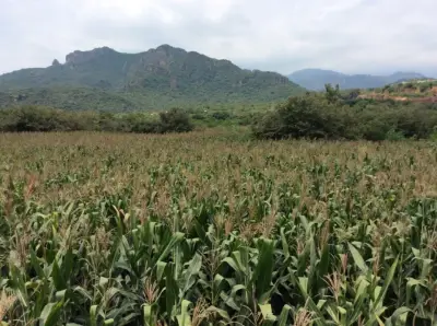 Terreno Tepoztlán- Yautepec col texcio