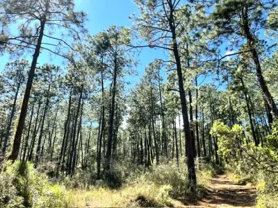 Terreno en venta en Tapalpa - foto 4