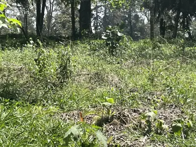 Terreno en venta en Coatepec - foto 4