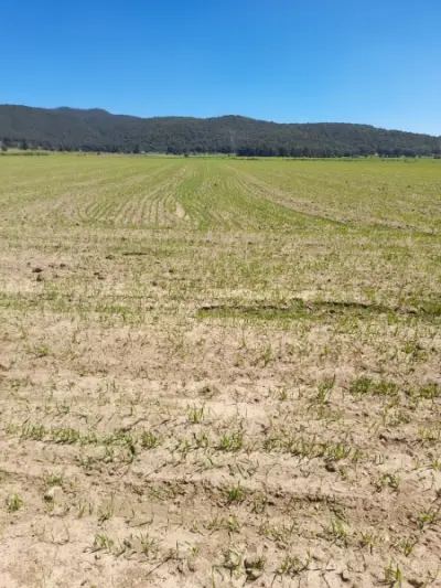 Terreno en venta en Singuilucan - foto 3