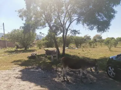 Terreno en venta en Tlaltizapán - foto 5