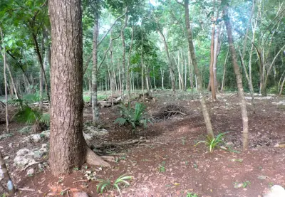 Terreno en venta en Puerto Morelos - foto 3