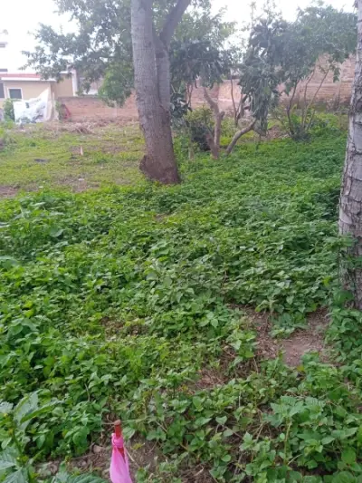 Terreno en venta en Guadalajara - foto 2