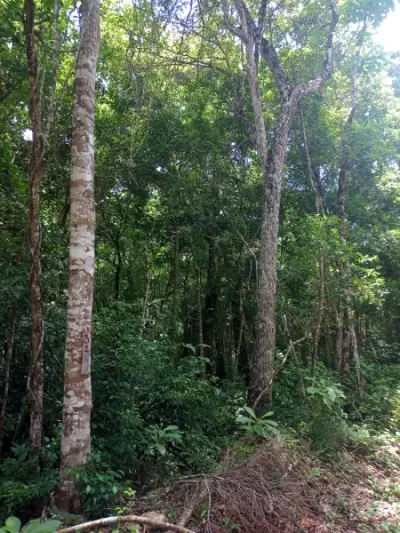 Terreno en venta en Tulum - foto 3
