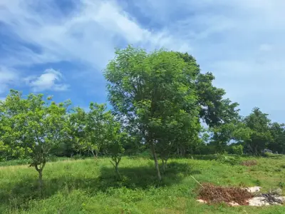Terreno en venta en Mérida - foto 3