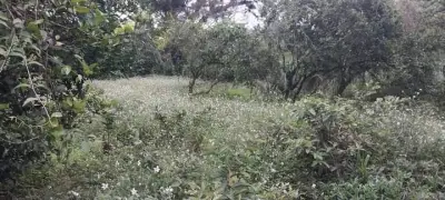 Terreno en venta en Coatepec - foto 3