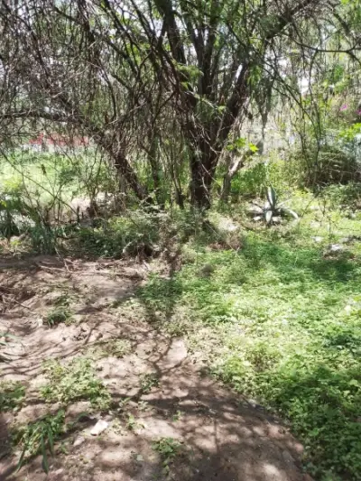 Terreno en venta en San Miguel de Allende - foto 5