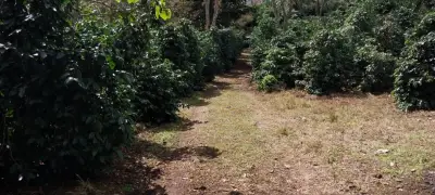 Terreno en venta en Naolinco - foto 5