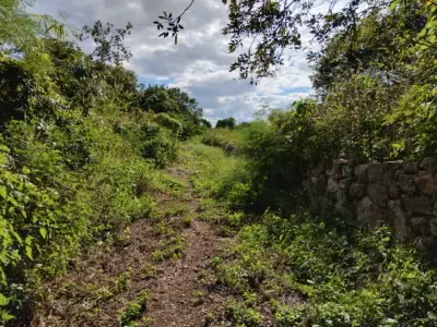 Terreno en venta en Motul - foto 2
