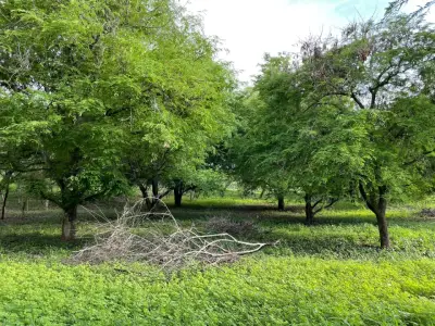 Terreno en venta en Bahía de Banderas - foto 2