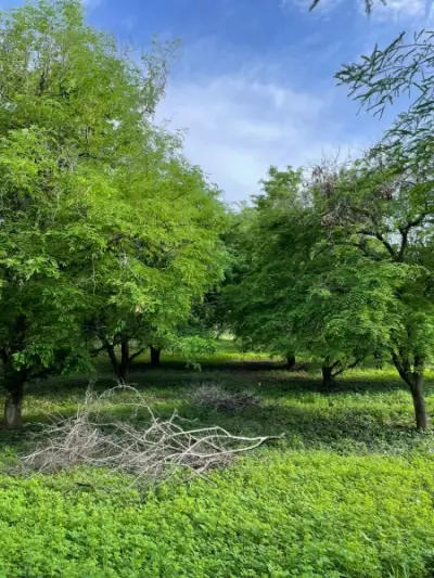 Terreno en venta en Bahía de Banderas - foto 4