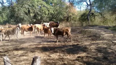RANCHO GANADERO EN VENTA - EL CARRIZO, SINALOA