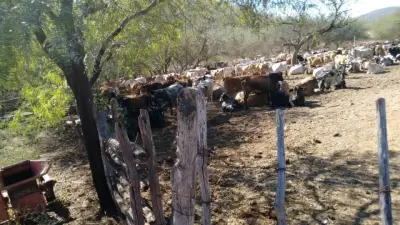 Rancho en venta en Sinaloa - foto 5