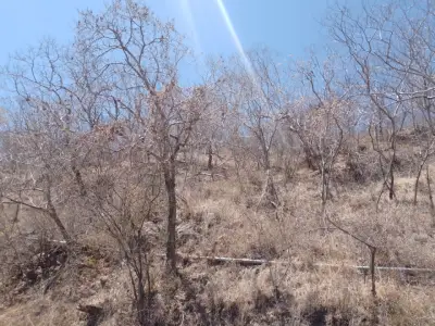 Terreno en venta en Zapopan - foto 3
