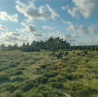 Terreno en venta en Santa María Tonameca - foto 2