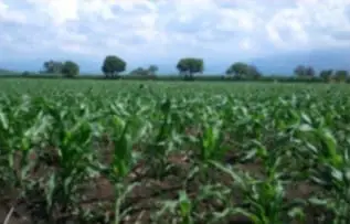 SE VENDE TERRENO DE CULTIVO EN COCOYOC, MORELOS