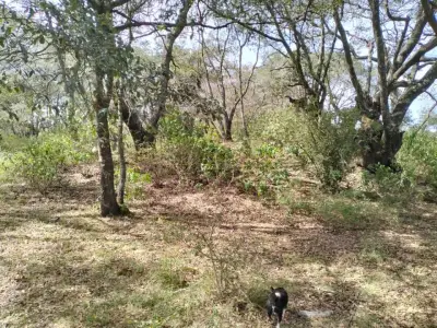 Terreno en venta en Chignahuapan - foto 4