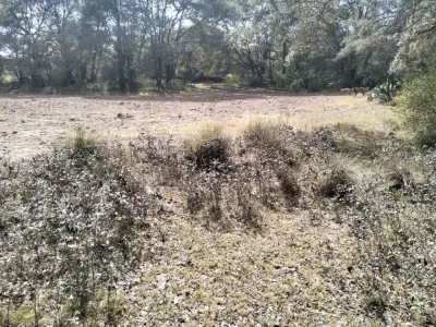 Terreno en venta en Chignahuapan - foto 5