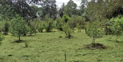 Terreno en medio del bosque, zona segura, a 2 min del velo
