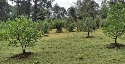 Terreno en venta en Valle de Bravo - foto 5