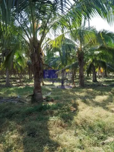 Terreno en venta en Zihuatanejo de Azueta - foto 4