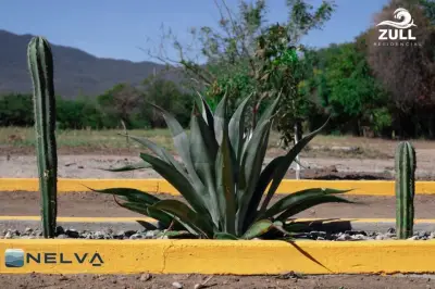 Terreno en venta en Santo Domingo Tehuantepec - foto 5