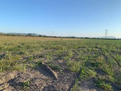 Terreno en venta en Rioverde - foto 4