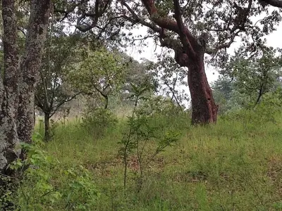 Terreno en venta en Jilotepec de Abasolo - foto 3