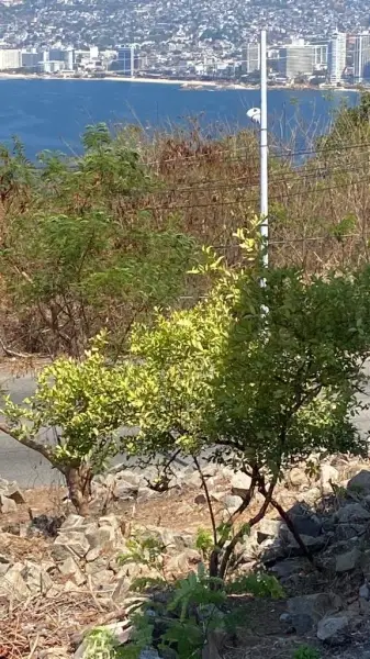 Terreno en venta en Acapulco - foto 5