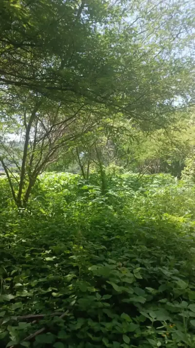 Terreno en venta en Tetecala - foto 3