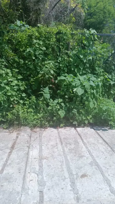 Terreno en venta en Tetecala - foto 5