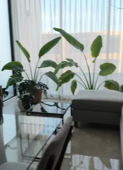 Departamento en renta en Mérida