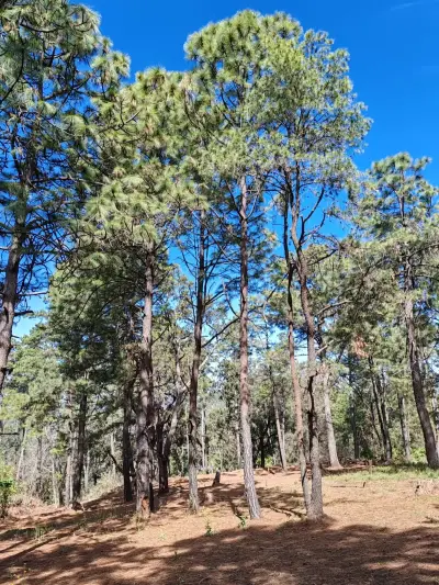 Terreno en venta en Tapalpa - foto 2