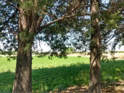 Terreno en venta en San Miguel de Allende - foto 5