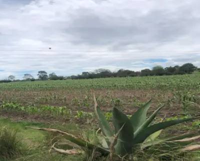 Terreno en venta en Xaloztoc - foto 2