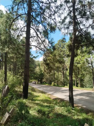 Bosque cielo | terrenos campestres en Tapalpa desde 600 m²