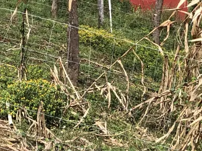 Terreno en venta en Coatepec - foto 3