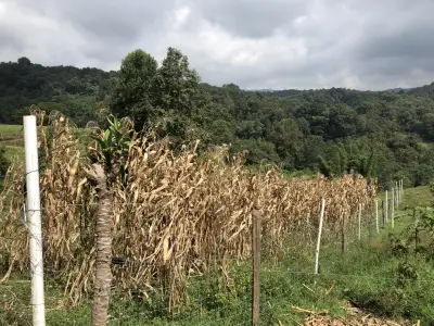 Terreno en bosque de coniferas