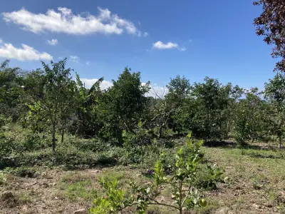 Terreno en venta en Coatepec