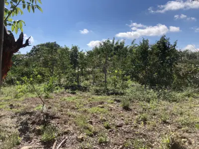 Terreno en venta en Coatepec - foto 2