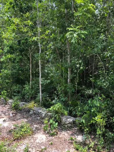 Terreno en venta en Solidaridad - foto 3