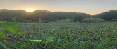 Venta terreno en rinconado -los ídolos #100, mun. Actopan