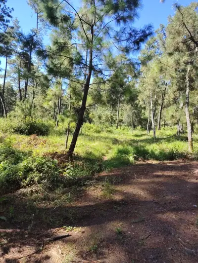 Terreno en venta en Atemajac de Brizuela - foto 2